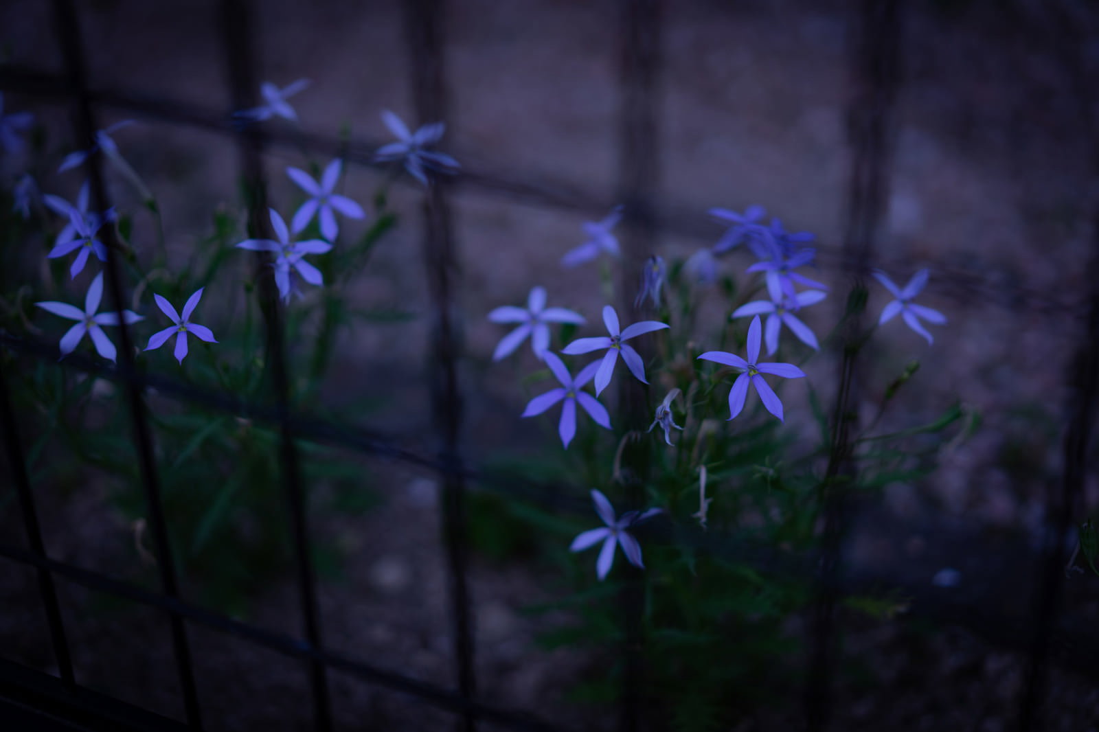 夜道に咲く白いローレンティア（イソトマ）の小さな星型の花