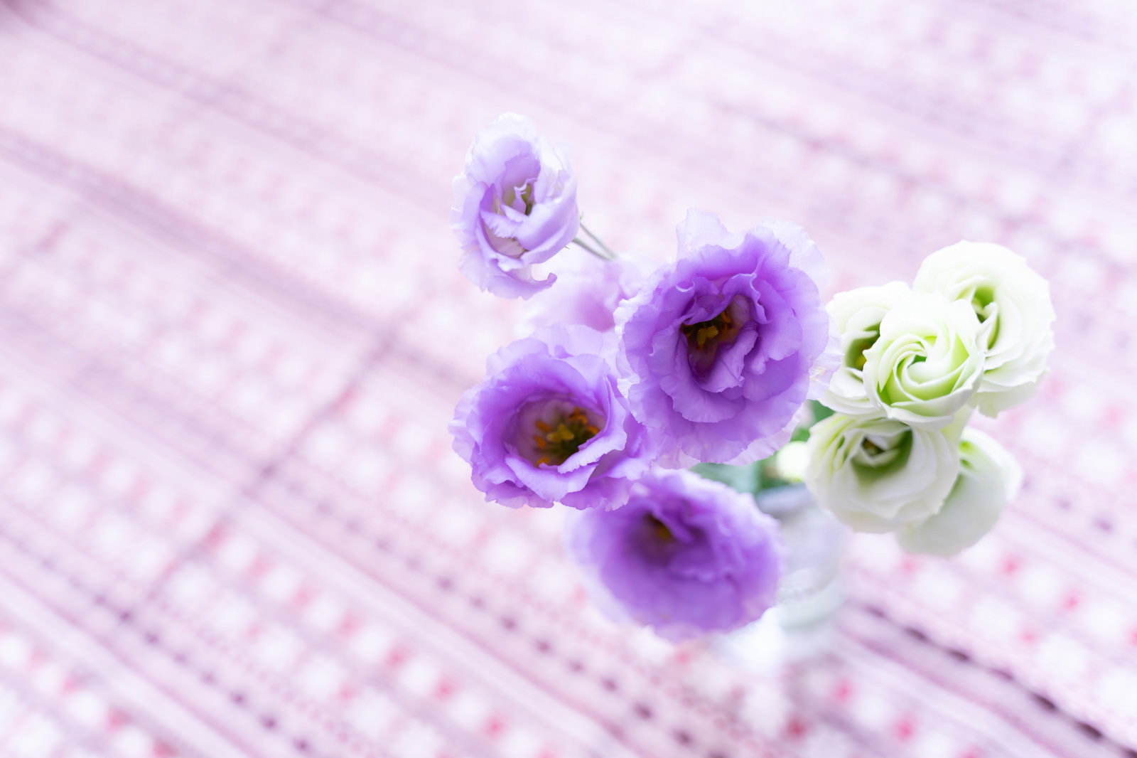 紫と白の八重咲きトルコキキョウが淡いピンクのチェック柄背景に置かれている