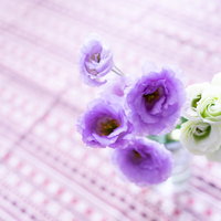 紫と白の八重咲きトルコキキョウの切り花の写真