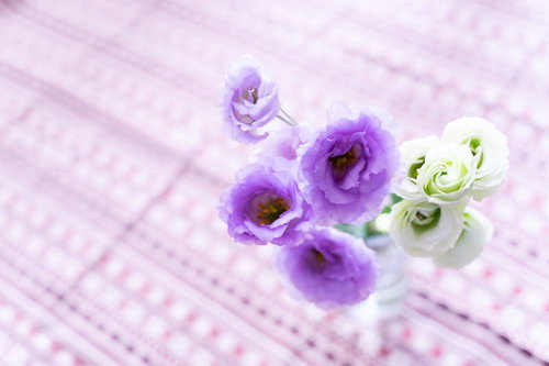 紫と白の八重咲きトルコキキョウの切り花