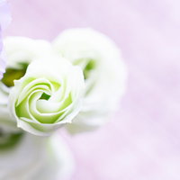 白いガーデンローズとトルコキキョウのクローズアップの写真