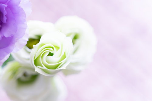 白いガーデンローズとトルコキキョウのクローズアップ