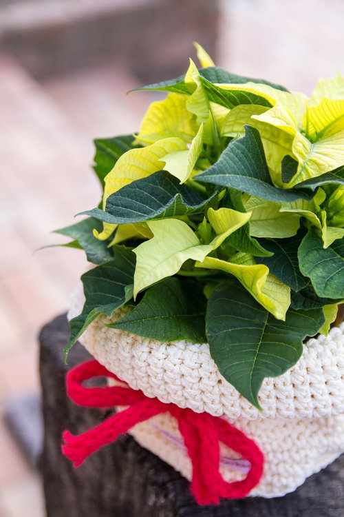 赤いリボンで飾られた編み込み鉢カバーのグリーンポインセチア