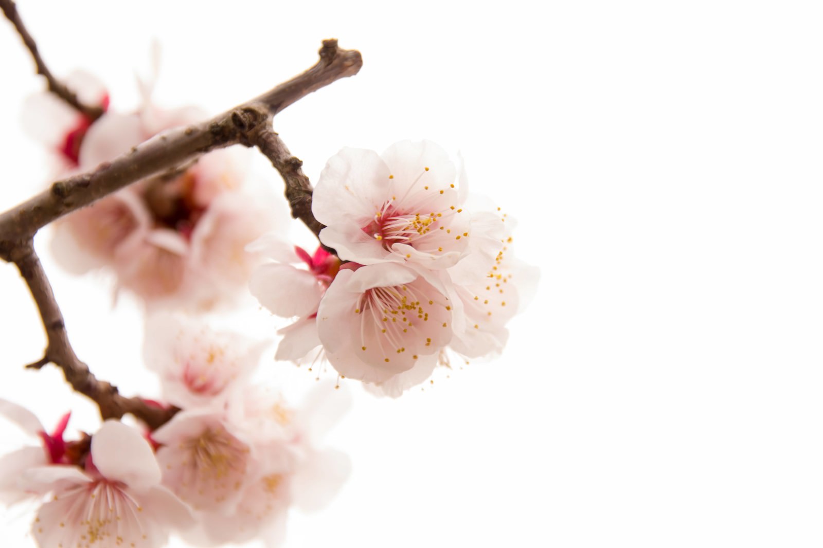 梅の枝に白梅の花が咲いている