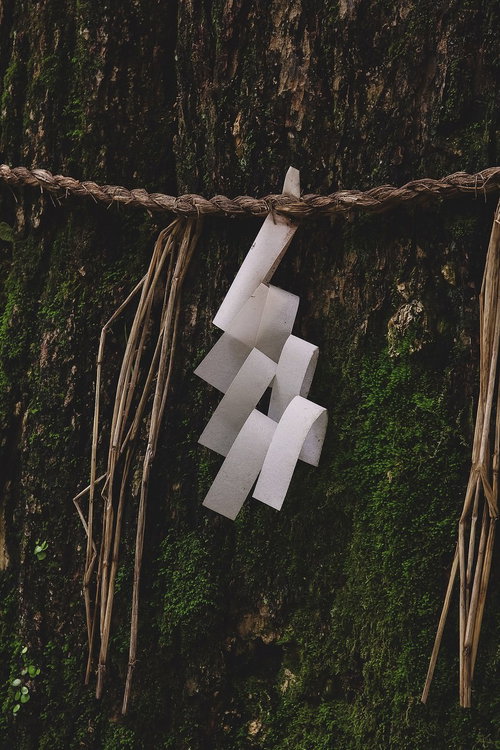 神域のご神木に巻かれた注連縄と紙垂の写真