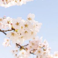 青空を背景に下から見上げた桜の花の写真