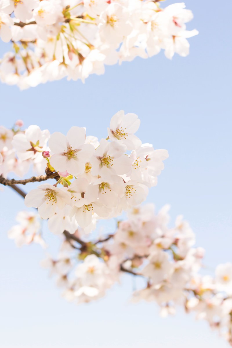 青空を背景に下から見上げた桜の白い花びらと黄色いおしべ