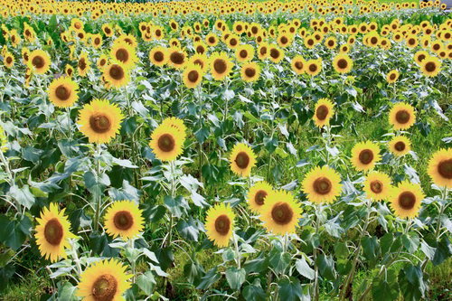 黄色い花びらが密集して畑一面に咲くひまわり畑