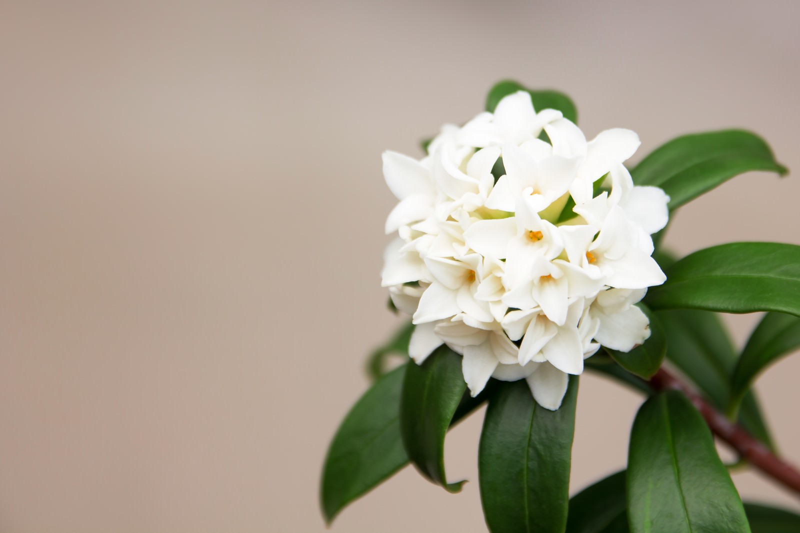 緑の葉の間に白い花びらと黄色い中心の沈丁花が咲いている