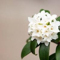 白い花を咲かせた沈丁花の枝の写真