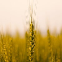 麦畑の中で一本だけ立つ麦の穂の写真