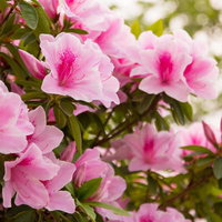 緑の葉を背景に咲くピンク色のツツジの写真