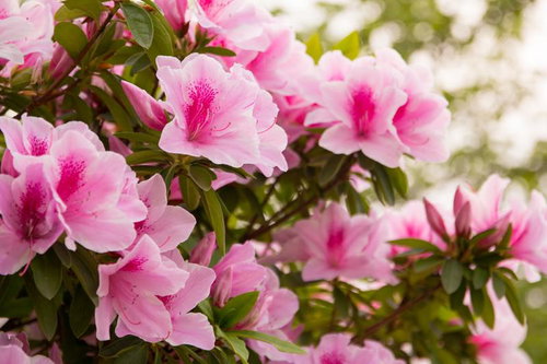 緑の葉を背景に咲くピンク色のツツジ