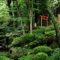 苔むした木々と石段の奥に見える赤い鳥居の森の神社の写真