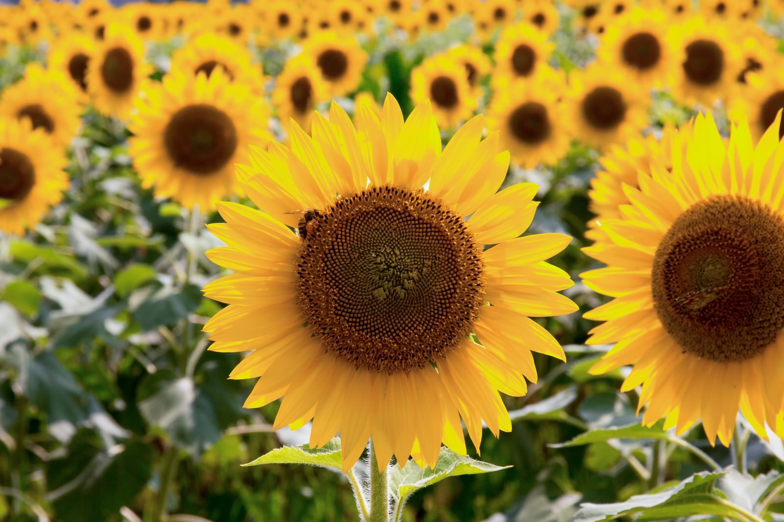 ひまわり畑の花にとまるミツバチ