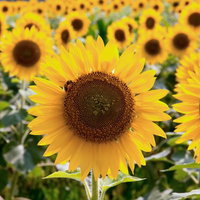 茶色い中心にミツバチが止まるひまわり畑の接写の写真