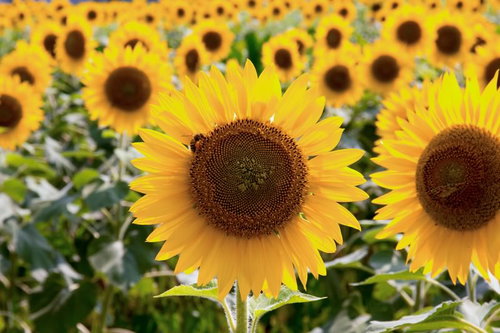 茶色い中心にミツバチが止まるひまわり畑の接写