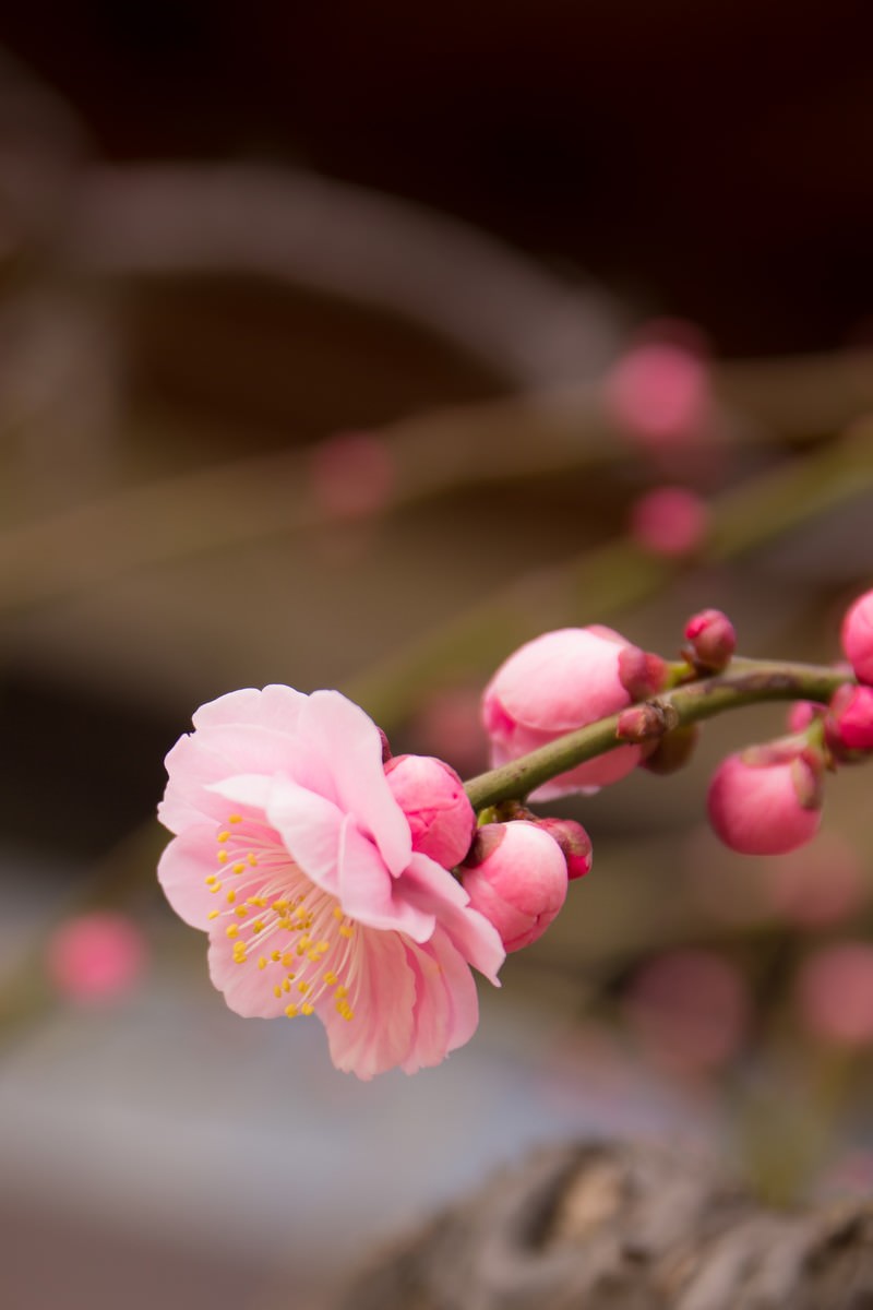 しだれ梅のピンクの花とつぼみ