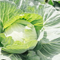 畑で育つまんまるキャベツの写真