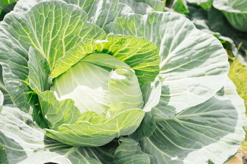 畑で育つまんまるキャベツ
