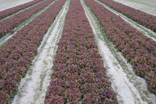 赤紫色のサニーレタスが規則正しく並ぶ畑の風景