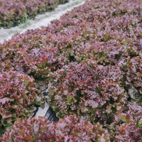 大刀洗の畑で育つ収穫間近のサニーレタスの生育状況の写真