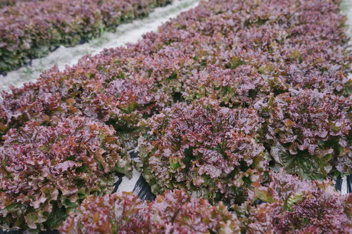 大刀洗の畑で育つ収穫間近のサニーレタスの生育状況