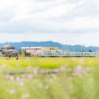 西鉄甘木線の電車と春の田園風景（福岡県大刀洗町）の写真