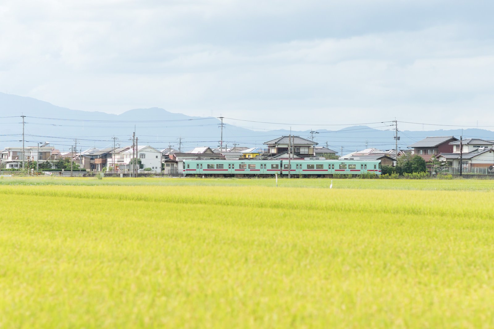 緑の田んぼを横切る西鉄甘木線の電車