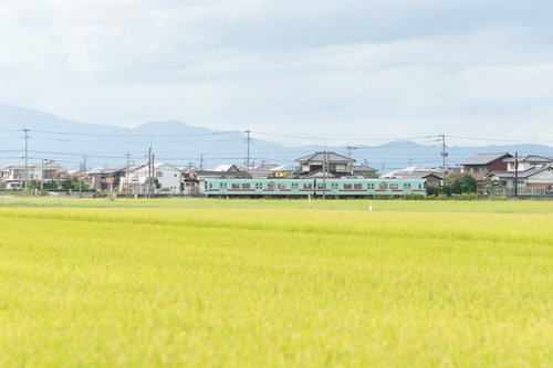 大刀洗町の緑の田園の中を走る西鉄甘木線の電車
