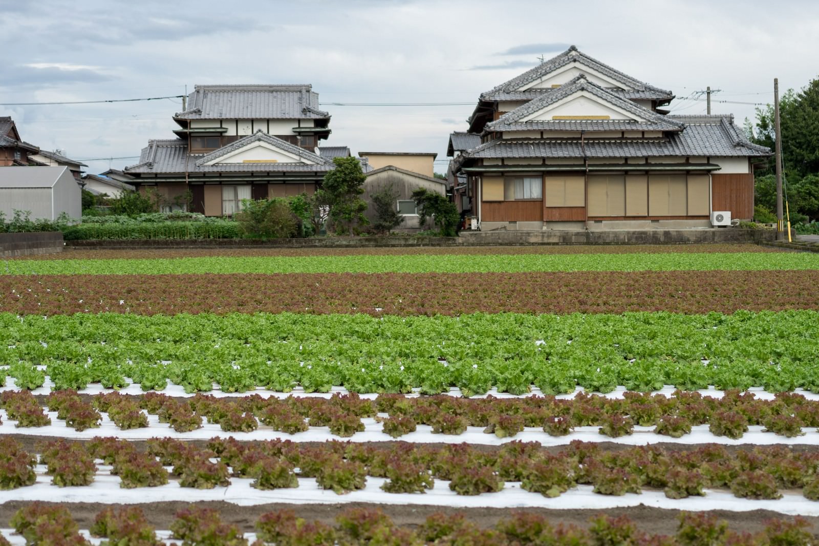 大刀洗の畑に並ぶ緑と赤茶の葉物野菜と奥の日本家屋