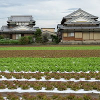 大刀洗の農家が異なる色で栽培する葉物野菜の畑の写真