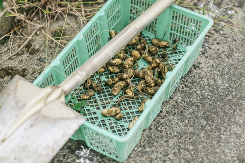 畑で収穫したばかりの落花生を緑のコンテナに入れたもの
