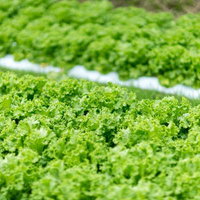 リーフレタスが育つ畑で収穫を迎える葉菜 福岡大刀洗産の写真