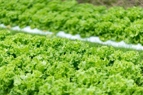 リーフレタスが育つ畑で収穫を迎える葉菜 福岡大刀洗産