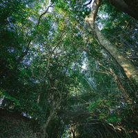 神様が宿る森の参道、樹海のような大木が両側にそびえる甲条神社前の木漏れ日の道の写真