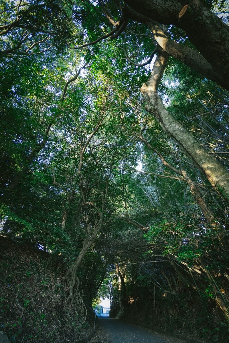 甲条神社前の参道。大木が両側にそびえ木漏れ日が差す