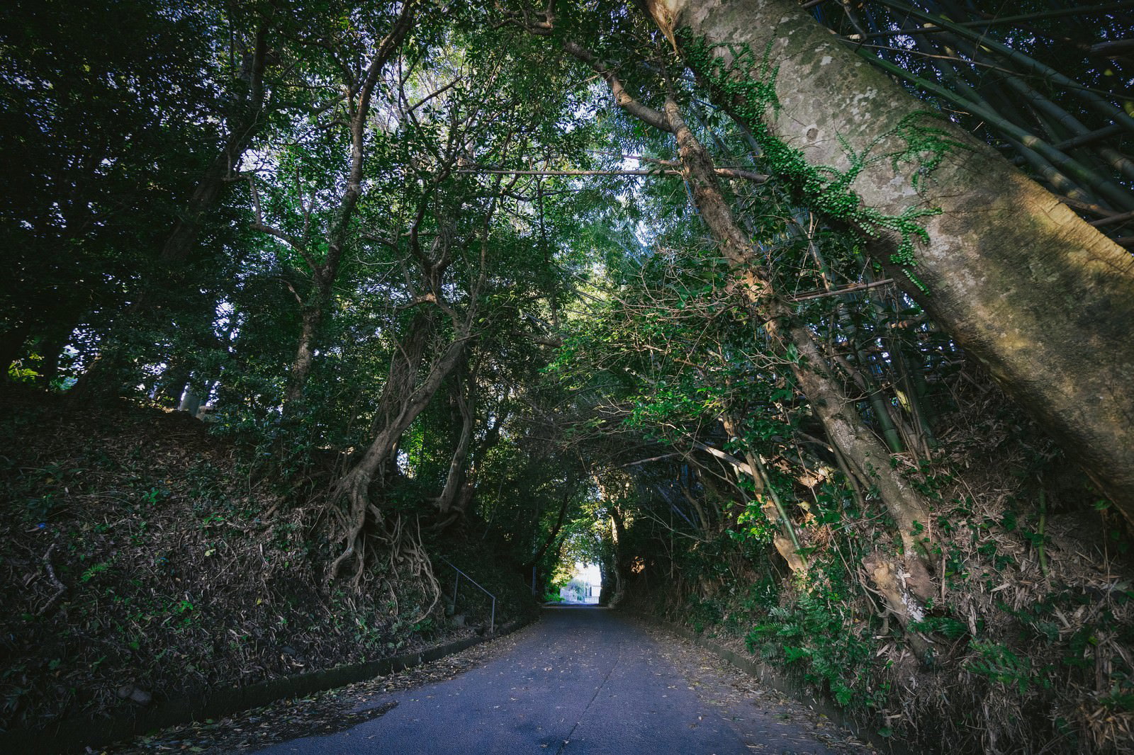 甲条神社前の参道。木々がトンネル状に覆い奥に光が差す