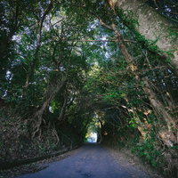 福岡県大刀洗の甲条神社前の森のトンネル、参道の樹木アーチの写真