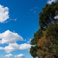青空と樹木の青々とした枝葉が広がる晴天の自然風景の写真