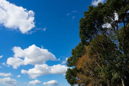 青空と樹木の青々とした枝葉が広がる晴天の自然風景