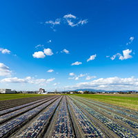 収穫を終えた畑と大刀洗町の青空、農業施設のある田園風景の写真