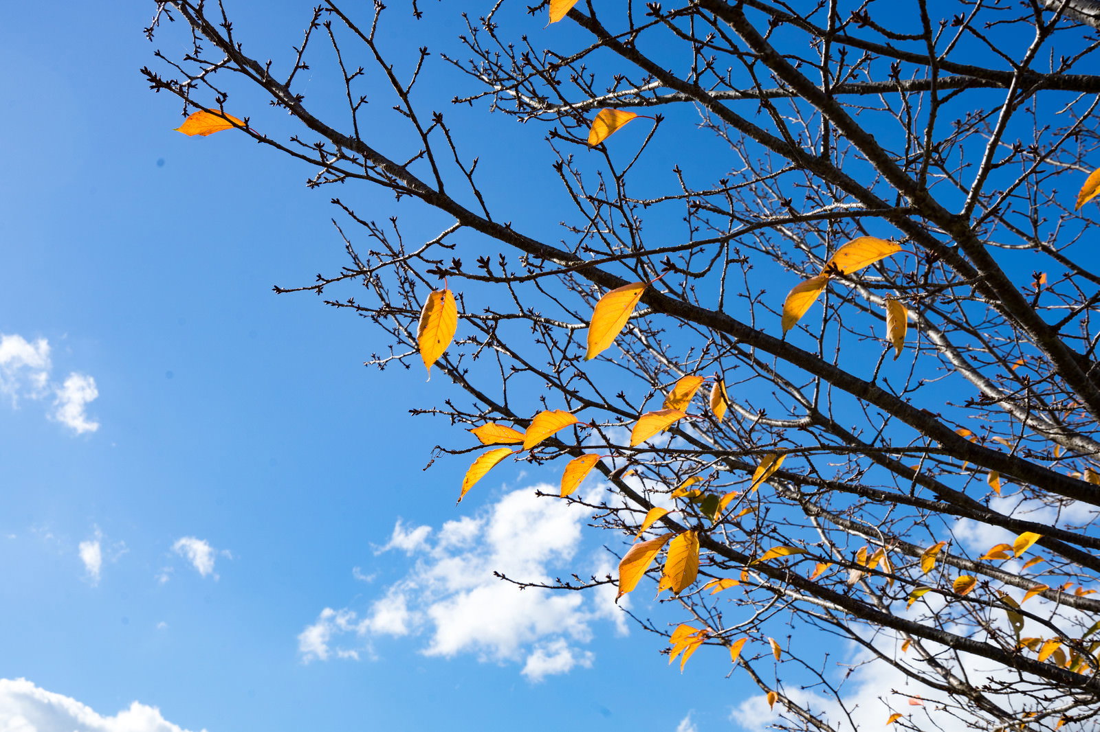 青空を背景に枝に残る紅葉