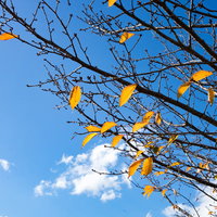 枝に残る紅葉と青空のの写真