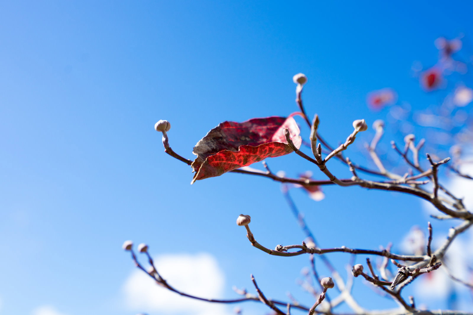 青空を背景に、枝に僅かに残る赤く紅葉した枯葉