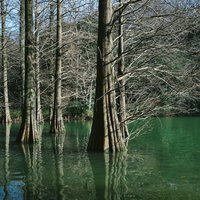 冬の篠栗九大の森の水辺に立つヌマスギとラクウショウの写真
