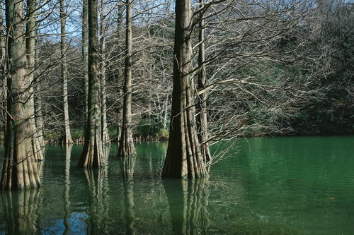 冬の篠栗九大の森の水辺に立つヌマスギとラクウショウ
