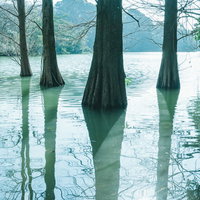 水面に反射するラクウショウが立ち並ぶ篠栗九大の森の池の写真