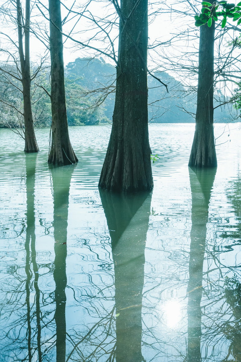 篠栗九大の森の池に立つラクウショウと水面への映り込み