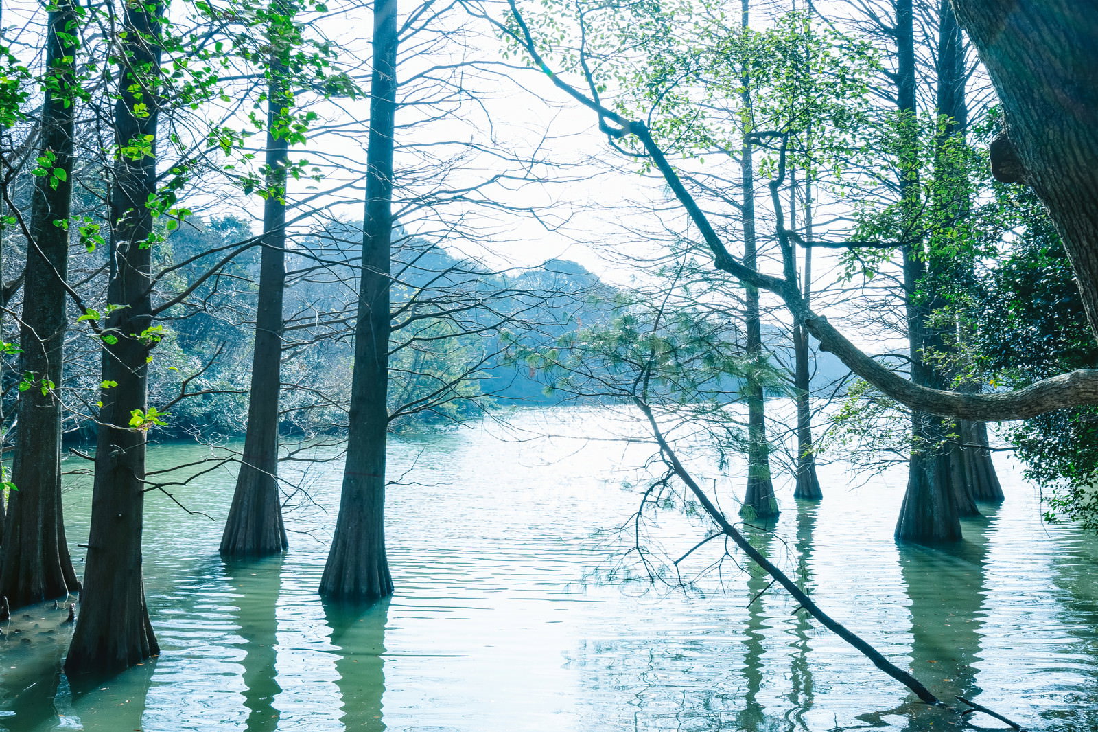 篠栗九大の森の池に立つヌマスギとラクウショウの風景